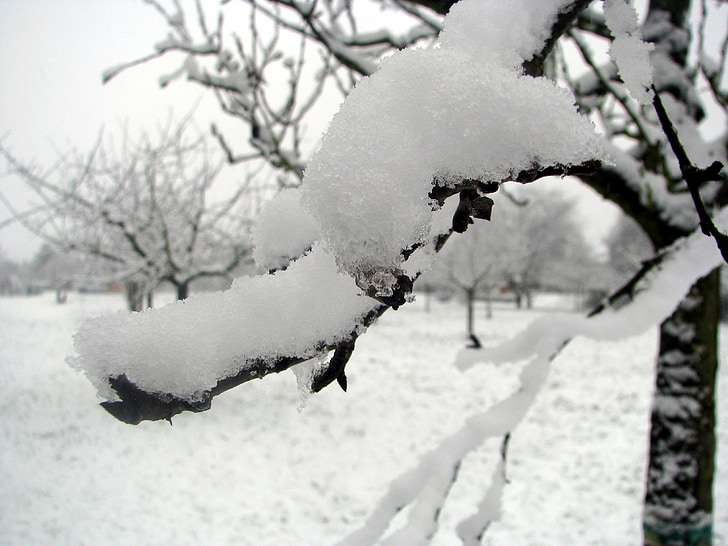 vinter, snö, vintrig, vit, träd, naturen, kalla