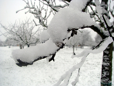 pozimi, sneg, zimski, bela, dreves, narave, hladno