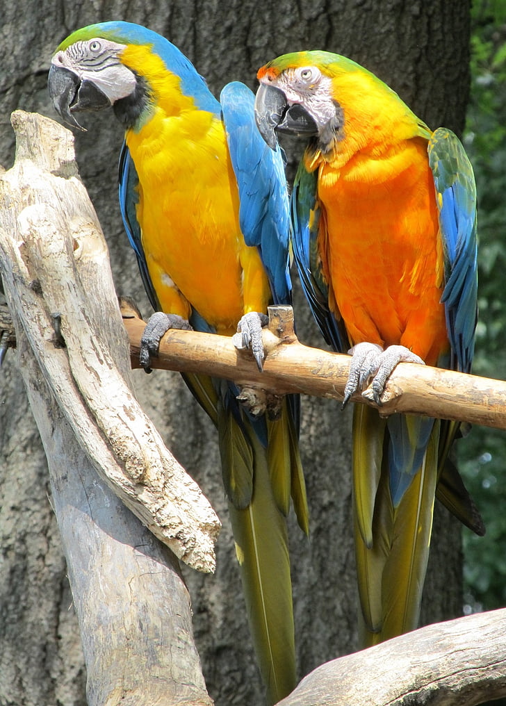 blue-and-yellow macaws, parrots, birds, colorful, feather, perched, tropical