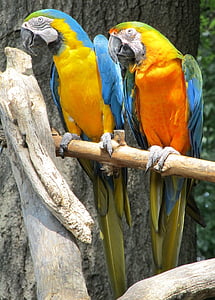 niebieski i żółty Ary, papugi, ptaki, kolorowe, pióro, wznosi się, Tropical