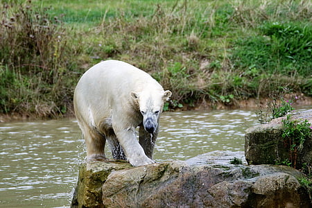 urso polar, grande urso, Branco, mamífero, Grande, natureza, vida selvagem