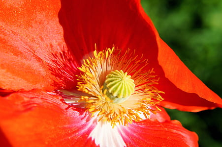poppy, blossom, bloom, section, colorful, gorgeous, nature