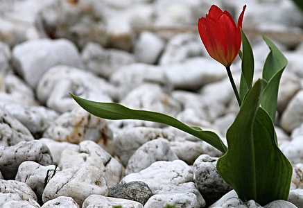 tulip, stones, garden, pebble, red, nature, steinig