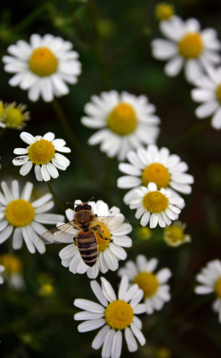 čebela, čebela, cvetni prah, insektov, blizu, cvet, cvet