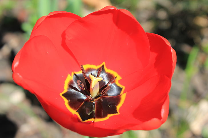 Tulipan, tulipani, cvet, pomlad, narave