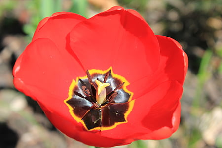 Tulip, Tulipaner, blomst, forår, natur