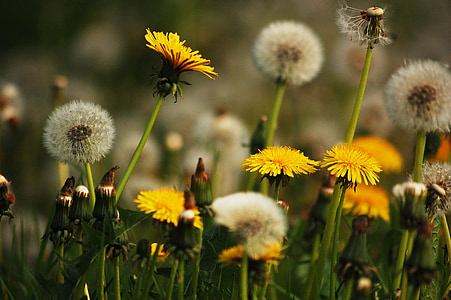 Meadow, nature, pissenlits, jaune, fleurs, pissenlit, Sonchus oleraceus