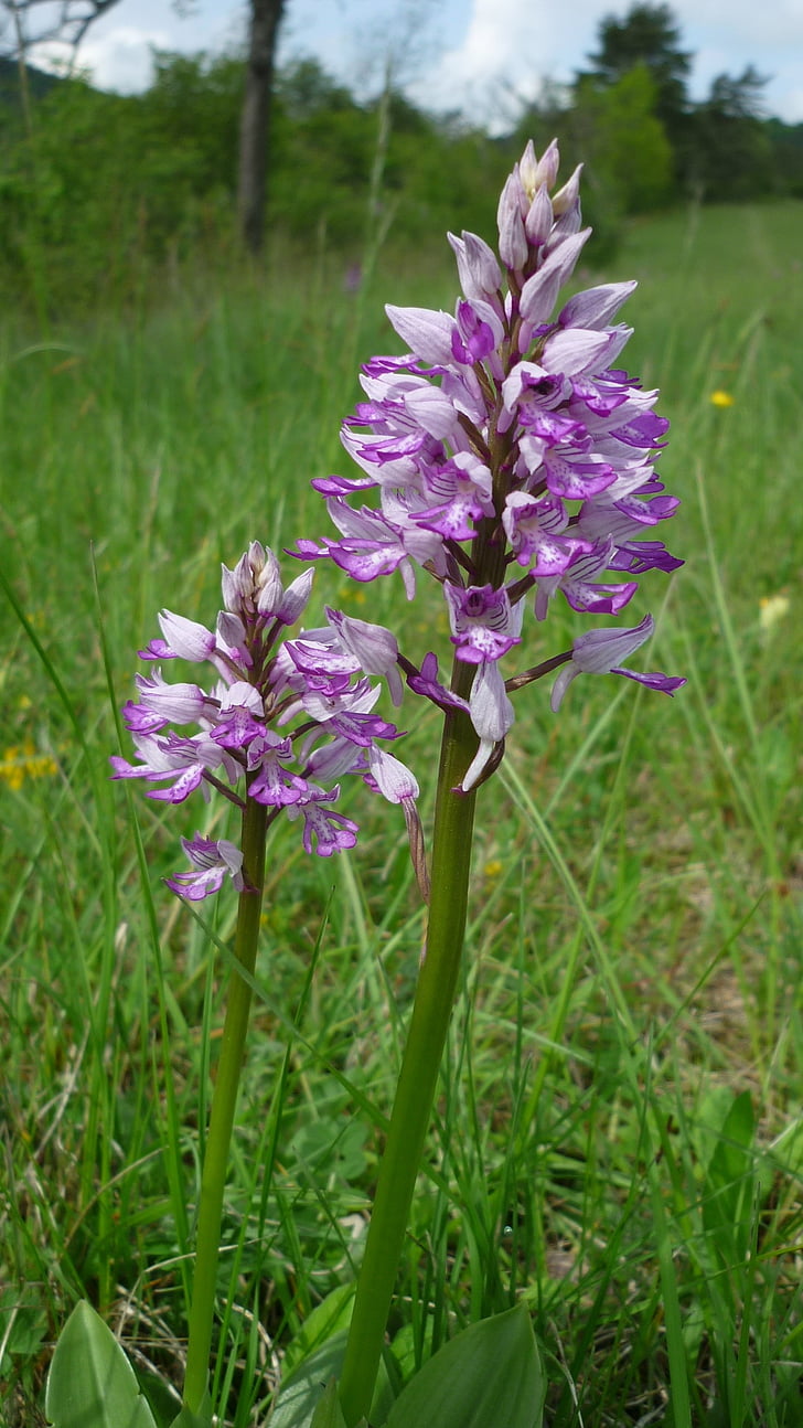 military orchid, german orchid, mountainside, protected, long flower-spike, nature, flower