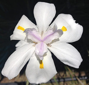 blomst, fe iris, haven, hvid, gul
