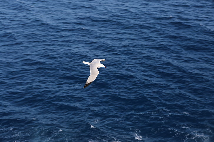 wit, vogel, vliegen, breed, lichaam, water, Seagull