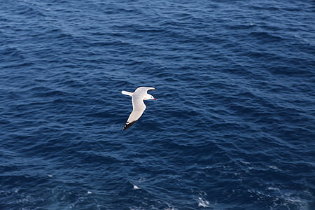 white, bird, flying, wide, body, water, seagull