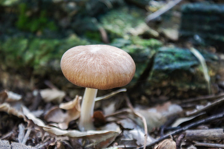houby, houby, Příroda, houby, Les, závod, přírodní