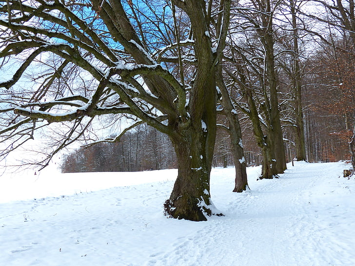 дърво, авеню, сняг, снежна, зимни, студено, поле