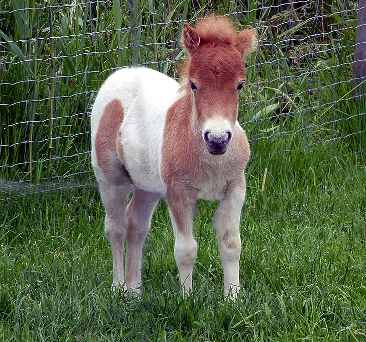 Shetland-pony, Fohlen, Mini-pony, Zwerg-pony, Pferd-baby, Süß, niedlich