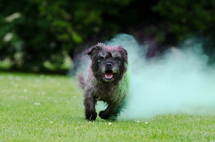 Holi-Farbe, Farbpulver, kleine hybrid, Farbe-Nebel, Hund, Farbe, Holipulver