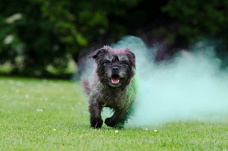 màu Holi, farbpulver, nhỏ lai, sương mù màu, con chó, màu sắc, holipulver