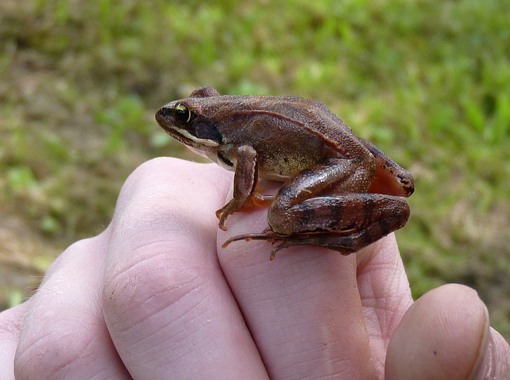 nhanh nhẹn ếch, ếch, Żabka, bàn tay, động vật, động vật lưỡng cư, màu nâu