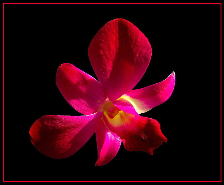 Orchid, Blossom, Bloom, blomst, rød