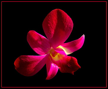 orquídia, flor, flor, flor, vermell