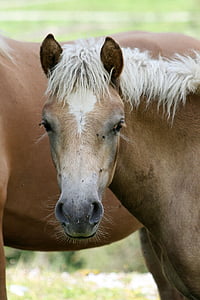 Haflinger, άλογο, πουλάρι, άλογα, Colt, καφέ colt, ζώο