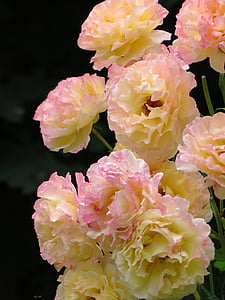 roser, Gloria dei, gul, rosa, blek, kronblad