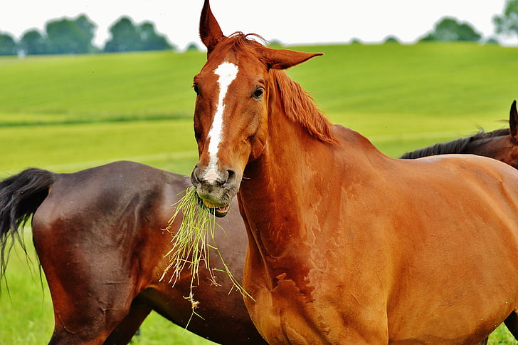 cavalos, para dois, acoplamento, garanhão, comer, Paddock, marrom