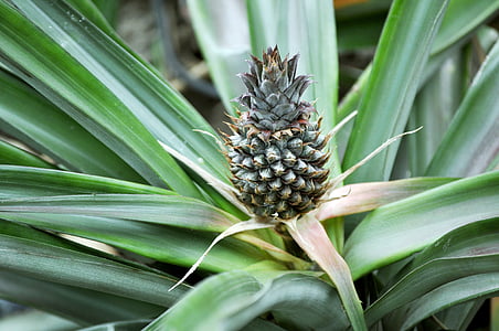 pineapple, fruit, tropical, young pineapple, exotic, plant