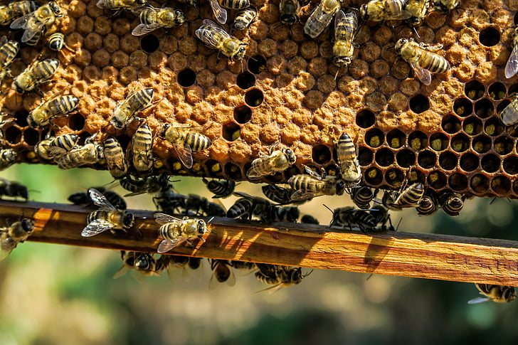 landbruk, apiary, Bee, bikube, birøkt, bivoks, Nærbilde