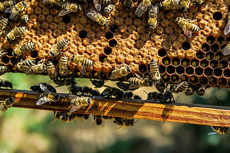 農業, 養蜂場, 蜂, 蜂の巣, 養蜂, 蜜蝋, クローズ アップ