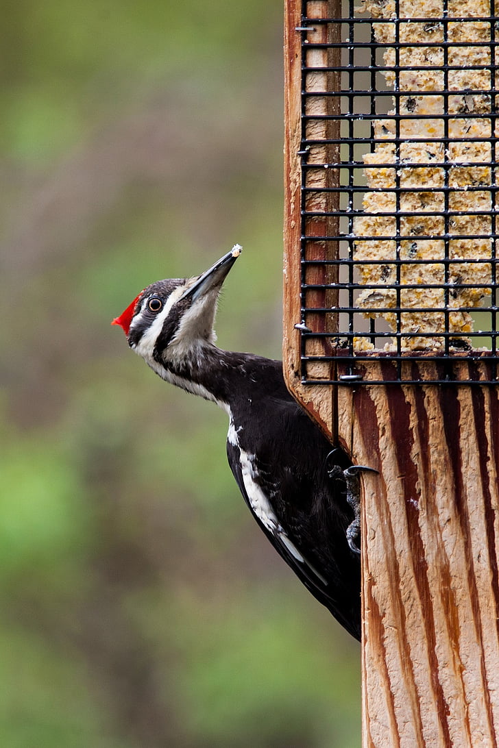 pileated woodpecker, bird, wildlife, nature, red, black, forest