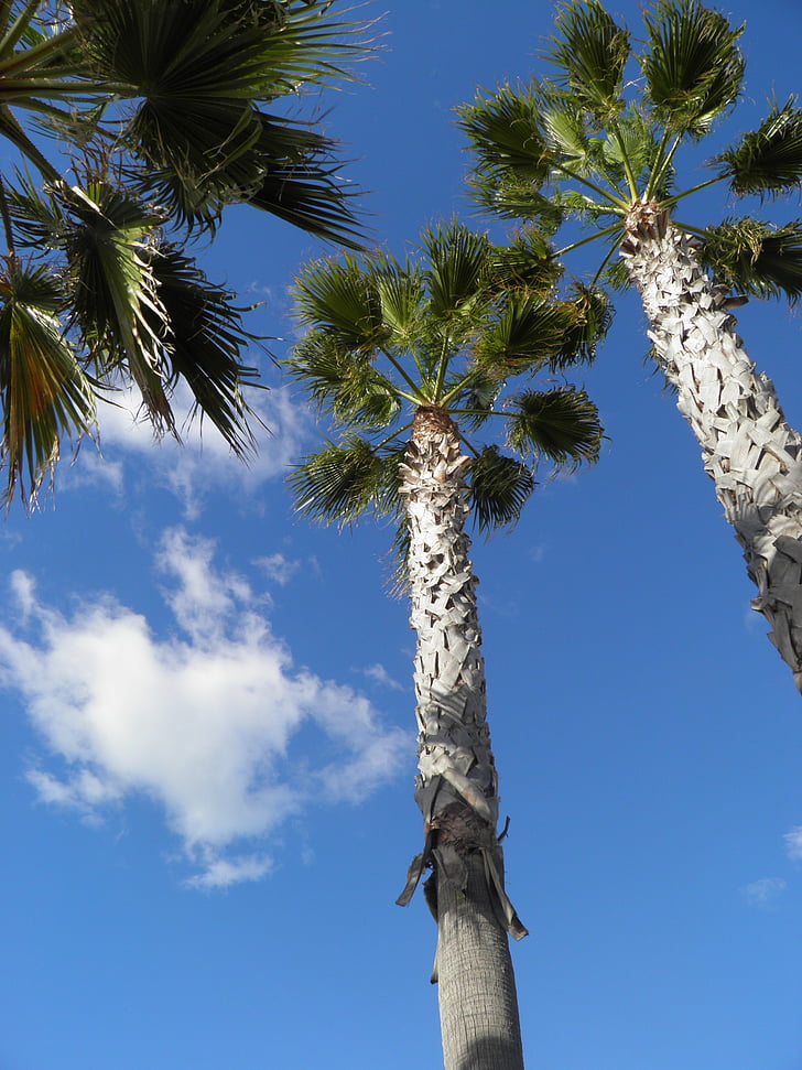 dlaně, Portugalsko, Palmové stromy, obloha, modrá, cestování, Tropical