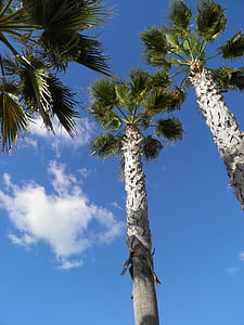 Palm, Portugāle, palmas, debesis, zila, ceļojumi, tropu