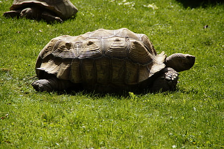 turtle, giant tortoise, panzer, tortoise, armored, animal, reptile