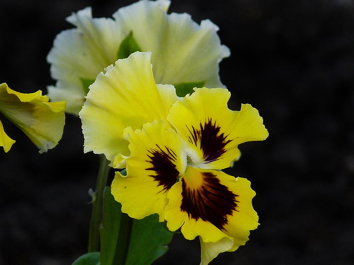 pansy, flower, garden, yellow, nature, garden pansy, plant