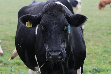 vaca, leche, granja, animal, productos lácteos, ganado, agricultura