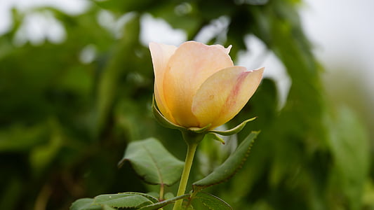 ökade, en ros, blommor, naturen, Romance, trädgård, skönhet