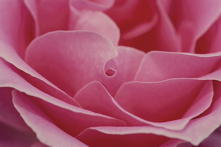 rose, pink, romance, love, flower, romantic, valentine