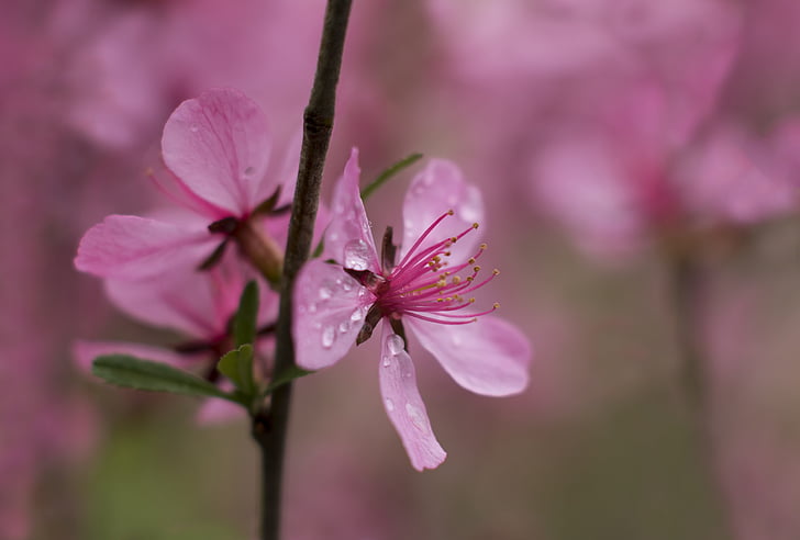 flower, pink, in the morning, rain, macro, raindrops, fragility