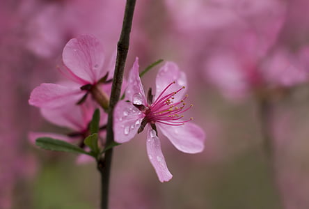 ดอกไม้, สีชมพู, ตอนเช้า, ฝน, แมโคร, หยาดฝน, ความเปราะบาง