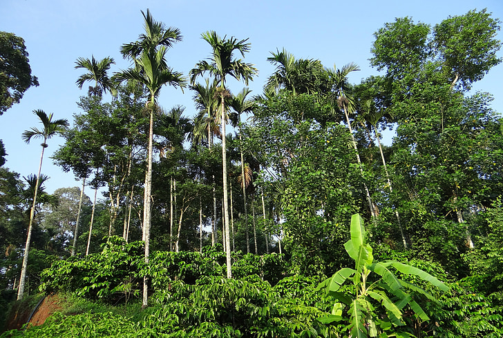 kahve saç ekimi, tepeler, Areca avuç içi, ammathi, Coorg, Karnataka, Hindistan