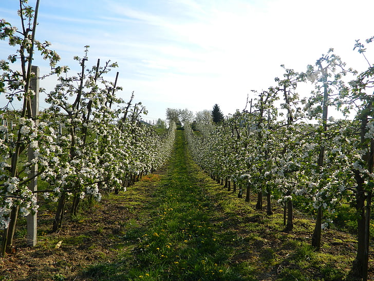 ดอกไม้, เส้นทาง, ฤดูใบไม้ผลิ, ต้นไม้แอปเปิ้ล, ต้นไม้, แอปเปิ้ล, ธรรมชาติ