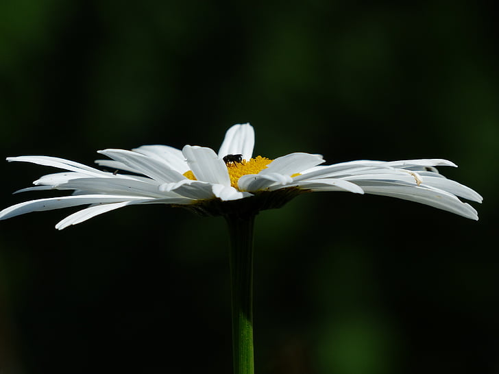 flores, Blanco, margerite prados, Leucanthemum vulgare, flor, floración, margerite Prado