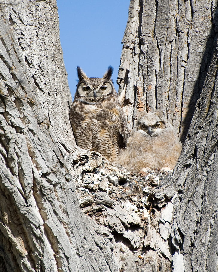 Great horned owl, kuiken, vogels, roofvogels, dieren in het wild, natuur, baby