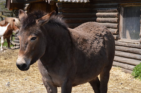 pony, horse, animal, fur, sweet, grey, farm