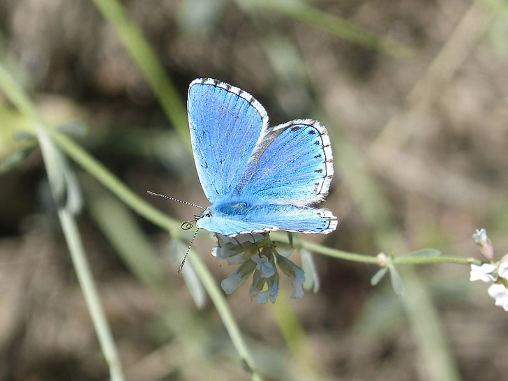 Pseudophilotes panoptes, Schmetterling, blauer Schmetterling, Blue-winged Schmetterling, blauet