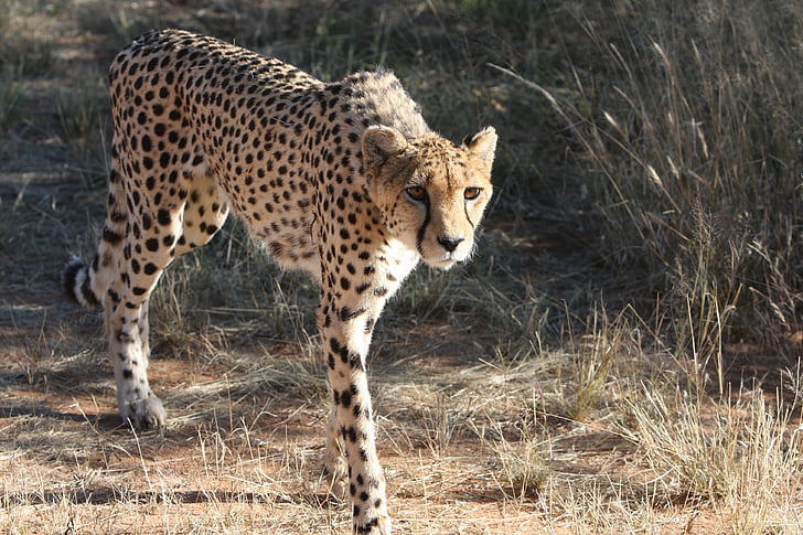 sepatu cheetah, Namibia, liar, alam, hewan liar, Afrika, fotografi liar