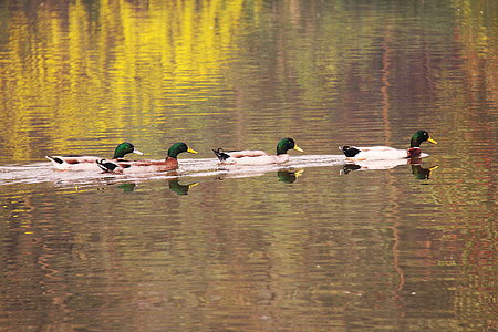 mandarin duck, beautiful, koi, lake, pond, fish, park