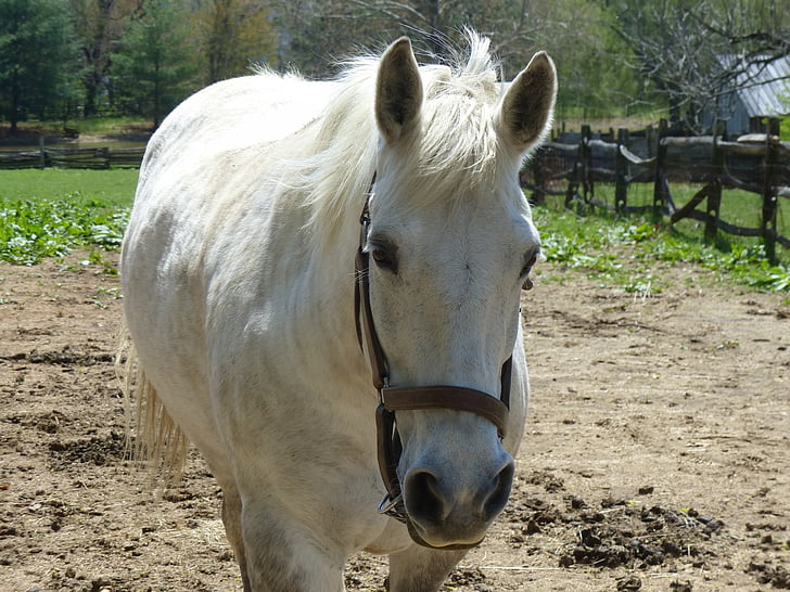horse, farm animal, pet, white horse, farm, work
