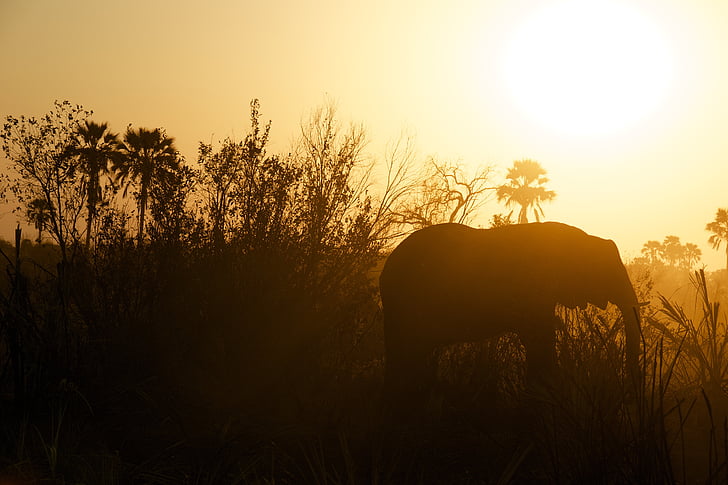 silhouette, elephant, surrounded, tall, grass, trees, yellow