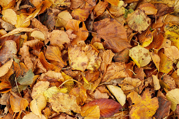 秋, 背景, バック グラウンド, 明るい, 茶色, 束, 乾燥
